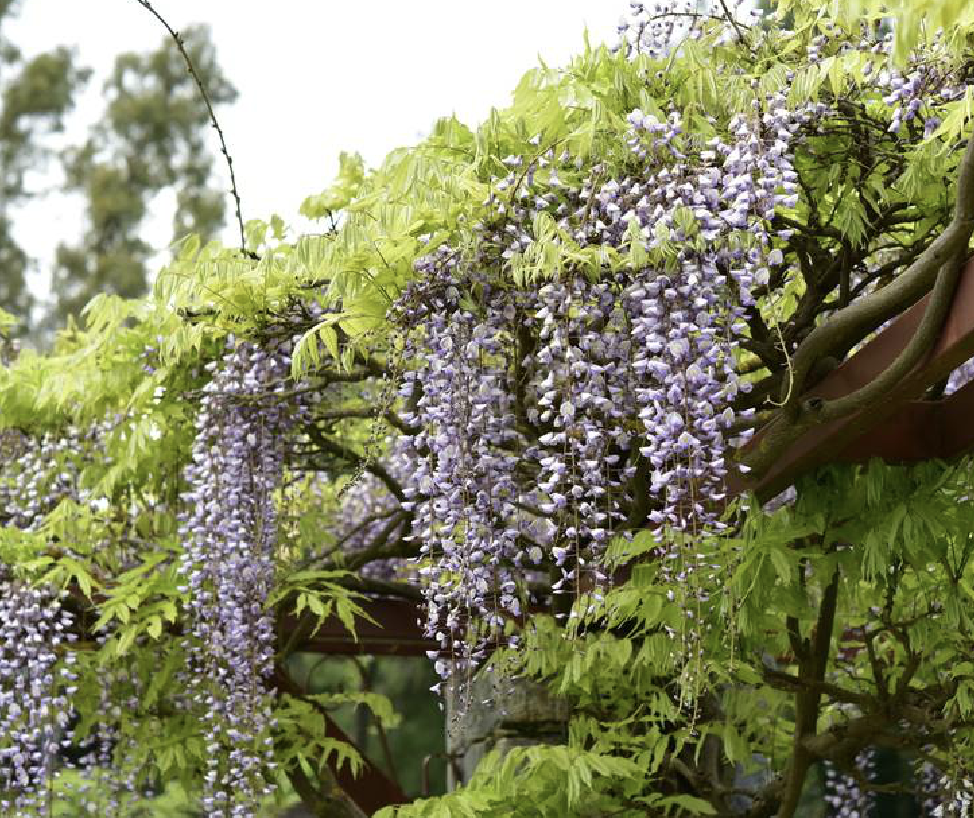 wisteria floribunda (willd.) dc.
