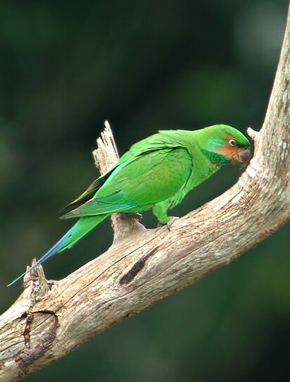  p>长尾鹦鹉(学名: i>psittacula longicauda /i>)是鹦形目,鹦鹉科的 