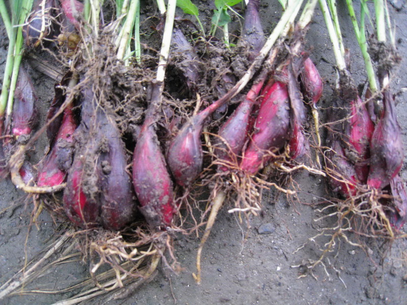  /i>)是鸢尾科,红葱属植物多年生 a target="_blank" href="/item