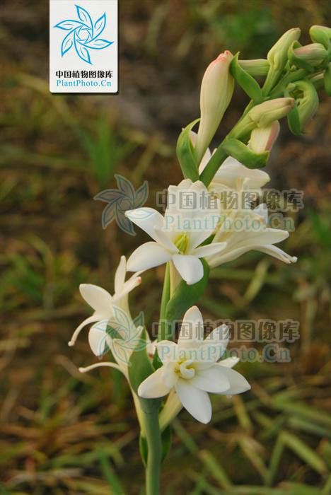  p>晚香玉(学名: i>polianthes tuberosa /i> l.