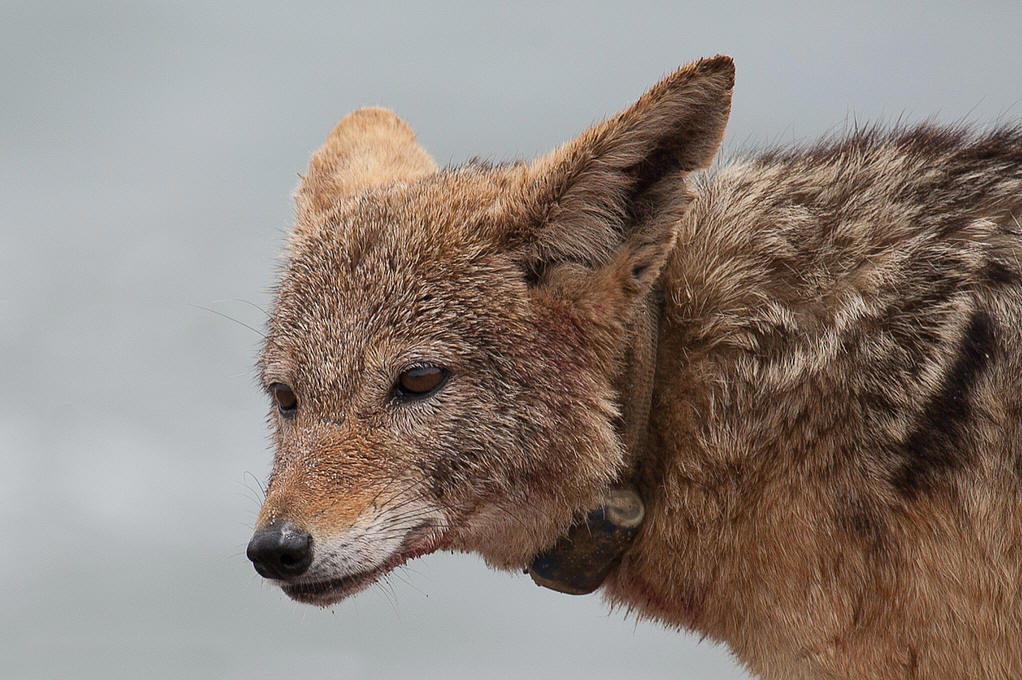  p data-id="go06y2cmig">胡狼主要包括分布于非洲北部,东部,欧洲南部