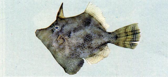  p>中华单角鲀( i>monacanthus chinensis  /i>(osbeck, 1765) 是单棘