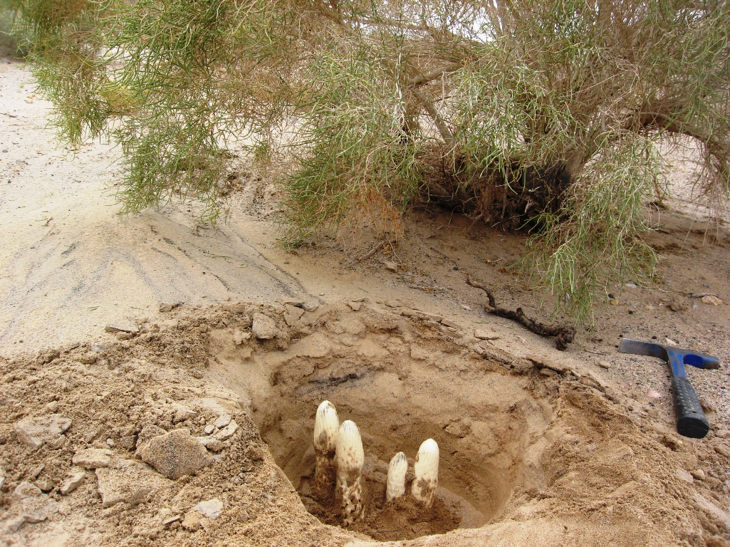  p>肉苁蓉(学名: i>cistanche deserticola  /i>ma),别名寸芸, a