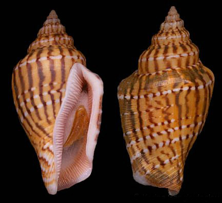  p>花瓶凤凰螺(学名: i>canarium mutabilis /i>):成贝15 - 45毫米, a