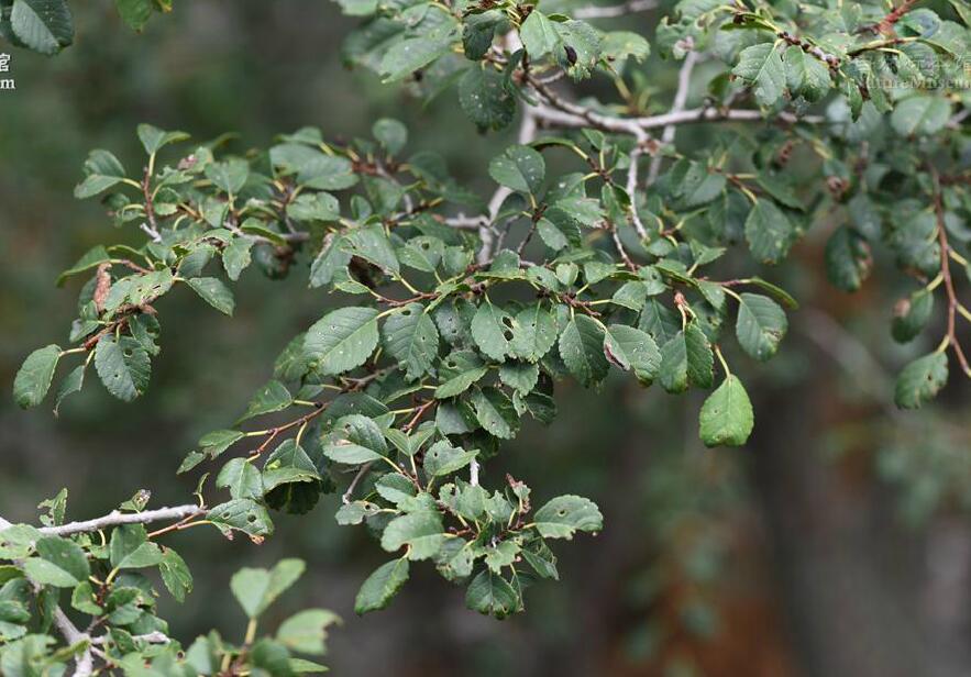 ulmus glaucescens franch.