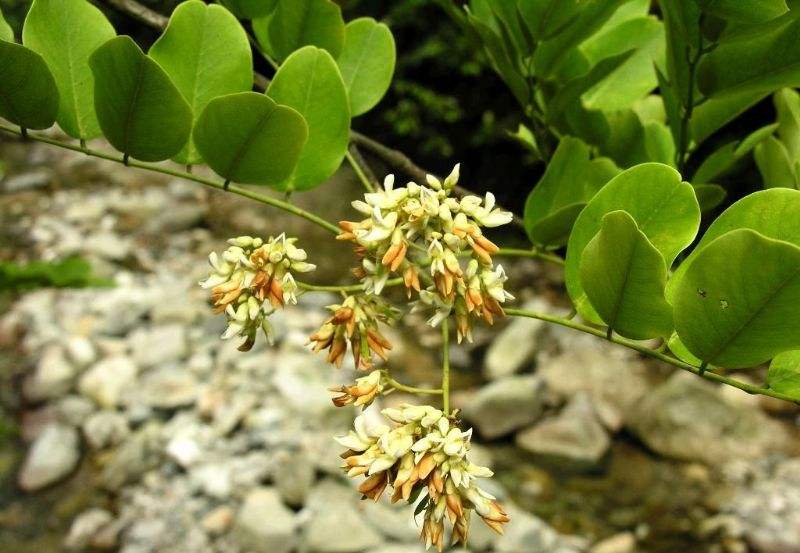  p>蒙自黄檀为 a target="_blank" href="/item/豆科/3672199" data