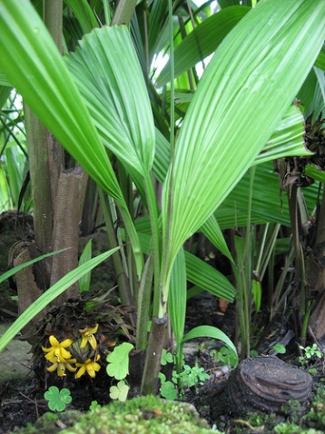  p>短葶仙茅( a target="_blank" href="/item/学名/8074290" data