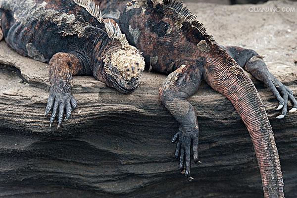  p>海鬣蜥(学名: i>amblyrhynchus cristatus /i