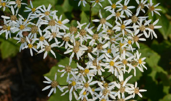  p>东风菜属( a target="_blank" href="/item/学名/8074290" data