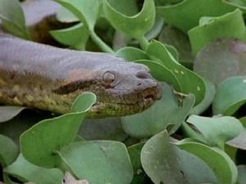  p>亚马逊森蚺(学名: i>eunectes murinus /i>),是当今世界上最大的蚺