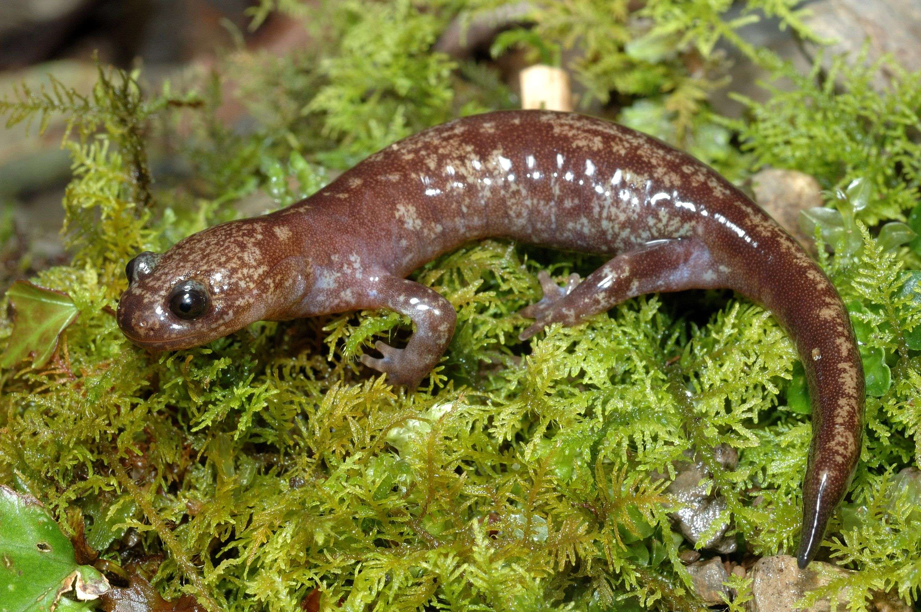  p>台湾小鲵(学名: i>hynobius formosanus /i>)是小鲵科,小鲵属属有