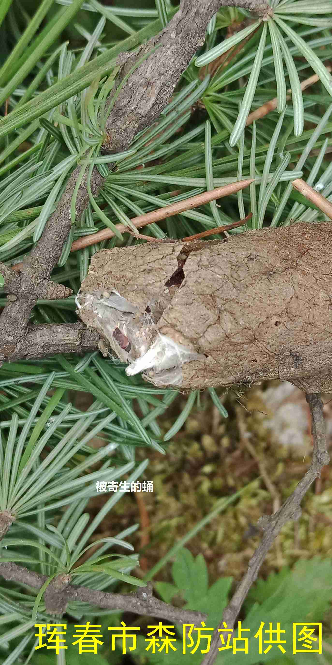  p>落叶松毛虫 i>dendrolimus superans  /i>(butler)是 a href="#">