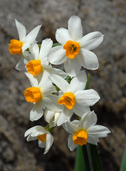 narcissus tazetta subsp. eutazetta briq.
