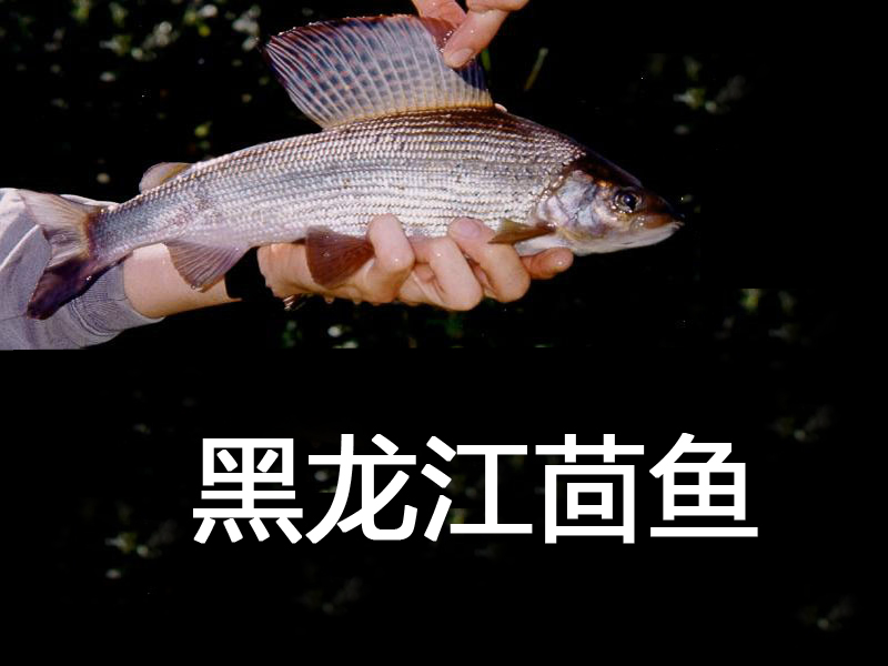 黑龙江茴鱼