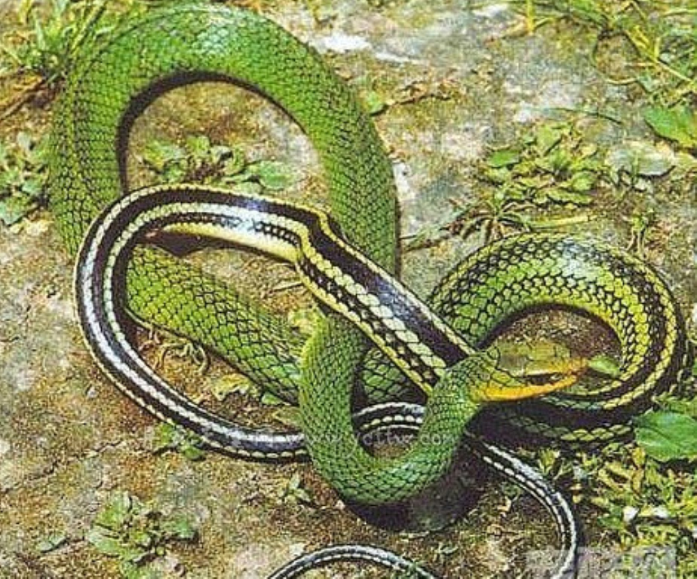  p>黑线乌梢蛇, a href="#">游蛇科 /a> a href="#">乌梢蛇属 /a>物种