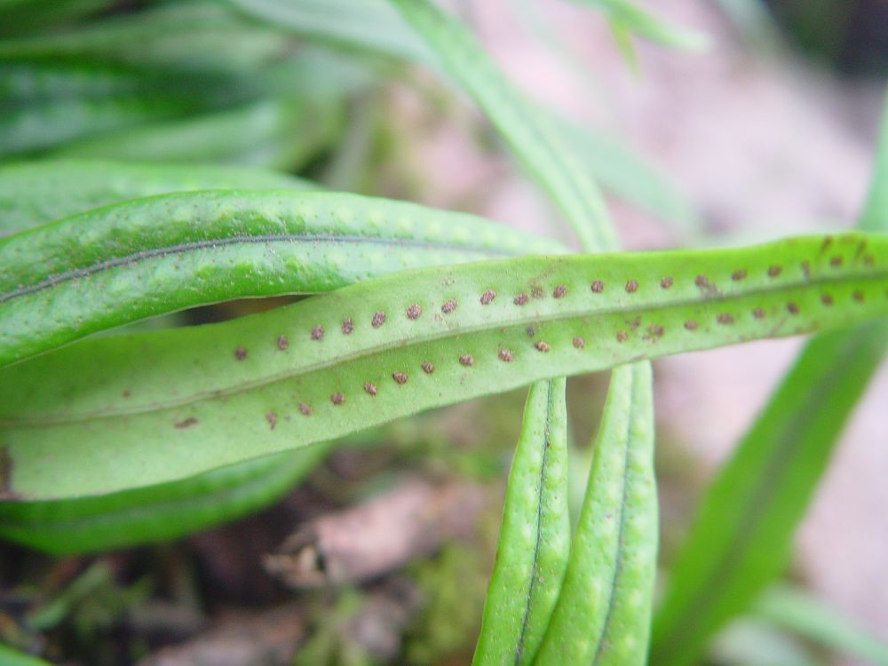 lepisorus paohuashanensis