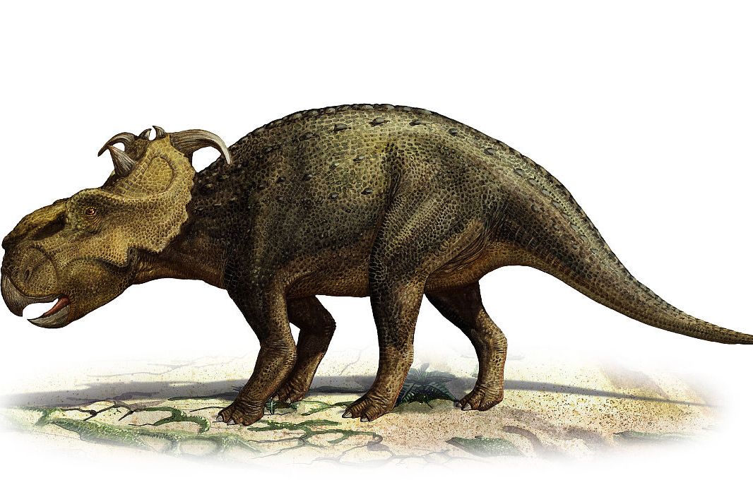  p>厚鼻龙(属名:pachyrhinosaurus)意为"有三角的蜥蜴",是三角龙下目