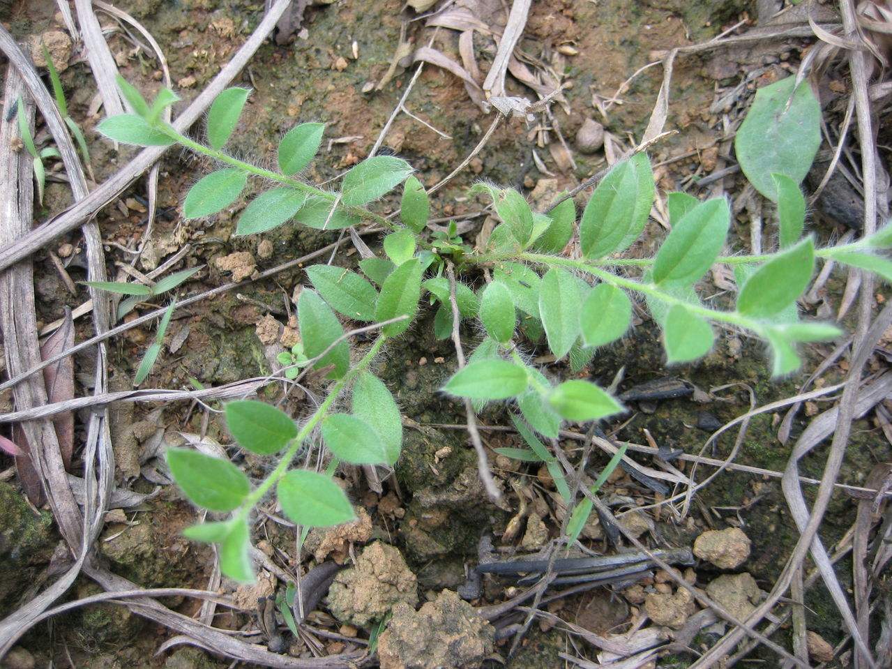  p>土丁桂属,evolvulus , a target="_blank" href="/item/旋花科