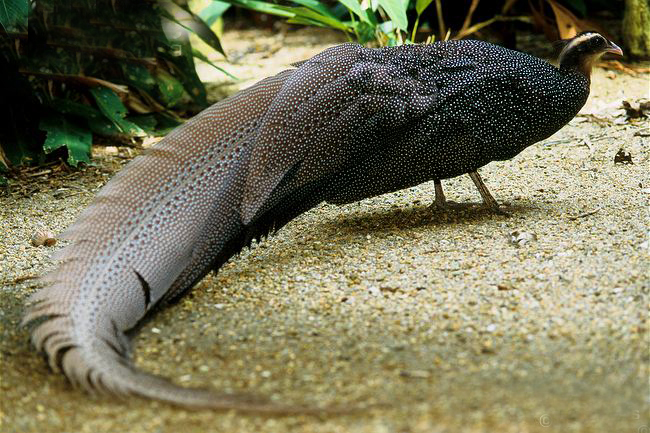  p>冠羽眼斑雉(学名: i>rheinardia ocellata /i>):雄鸟体长74-239