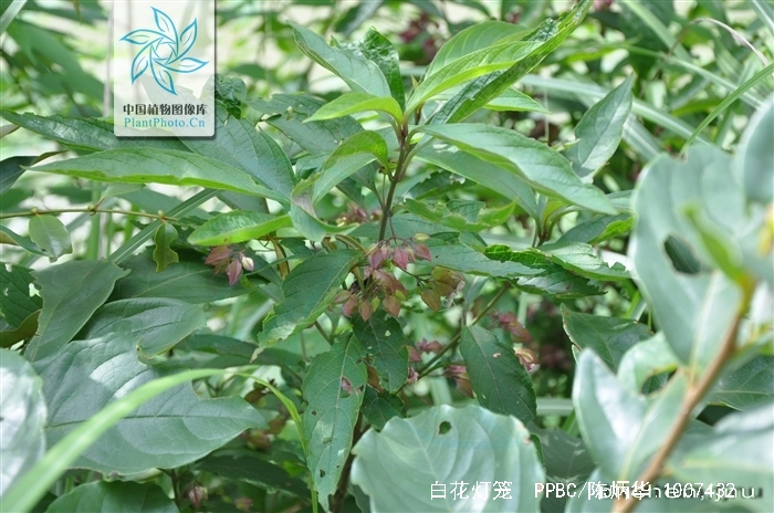 data-lemmaid="4691318">赪桐属 /a>植物白花灯笼以根或全株入药