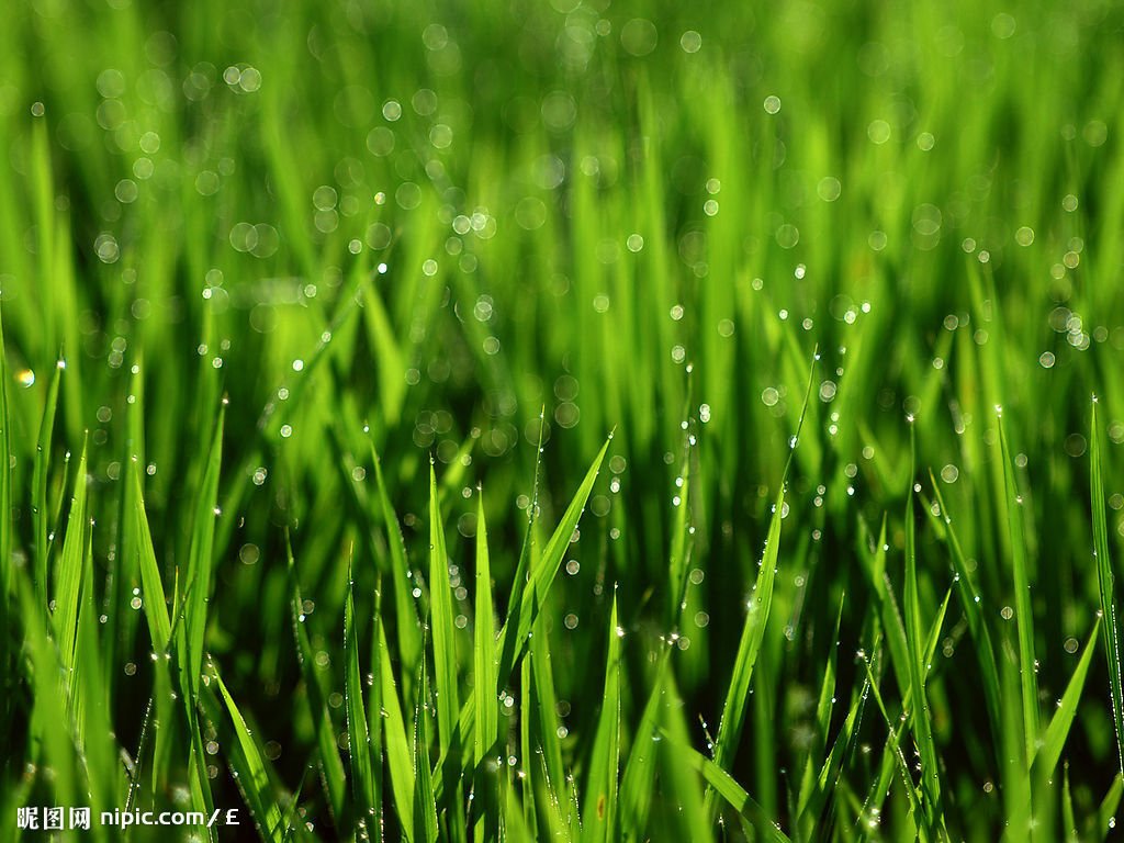 牧草grass:anation