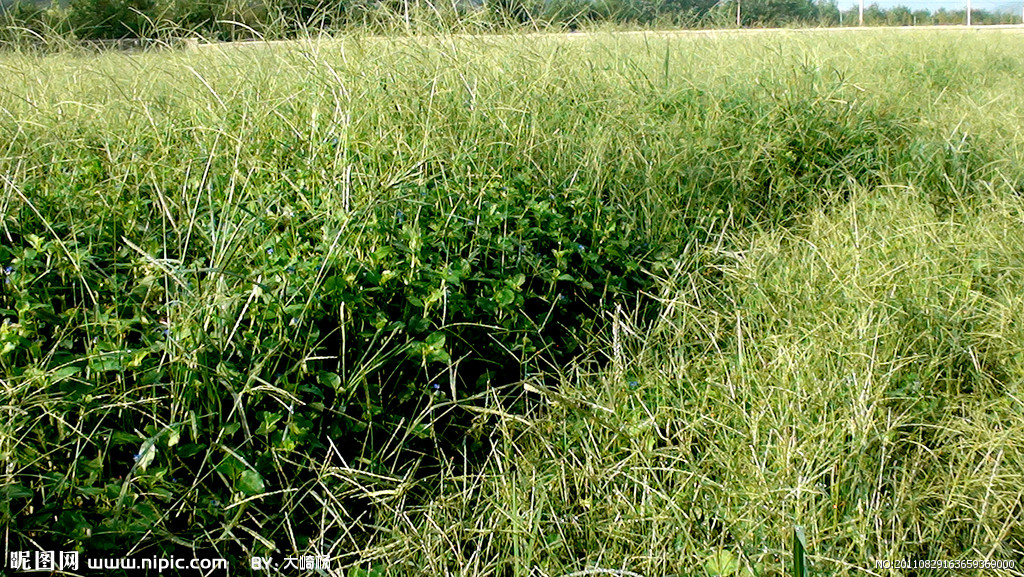牧草grass:anation