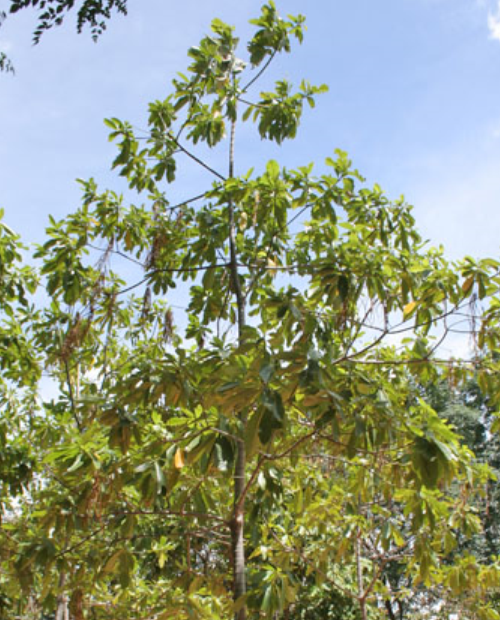  p>大叶糖胶树(学名: i>alstonia macrophylla /i> wall. ex g.