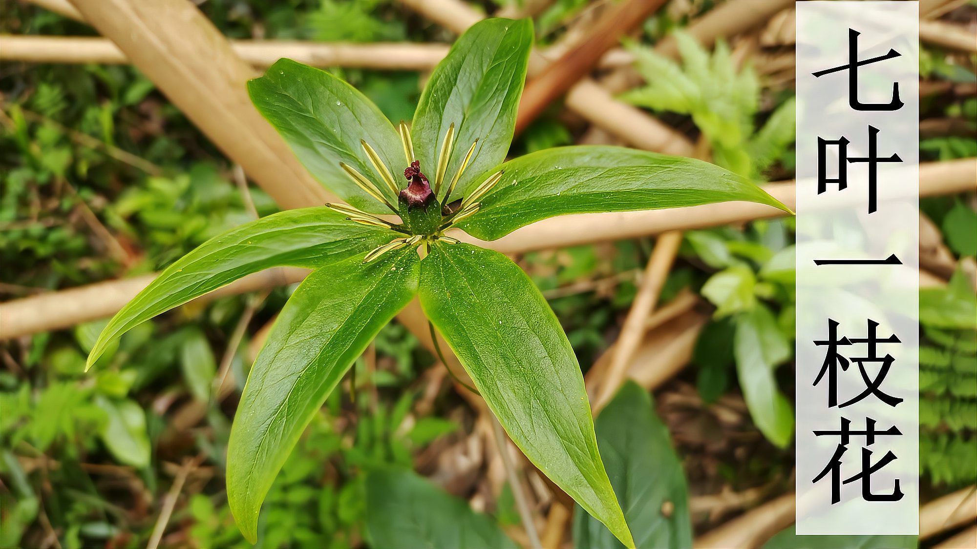 七叶一枝花（百合科重楼属植物）_百度百科