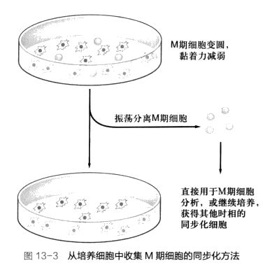 人工选择同步化实现方法
