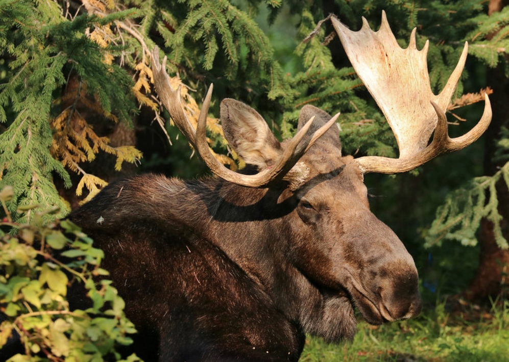 eurasian moose
