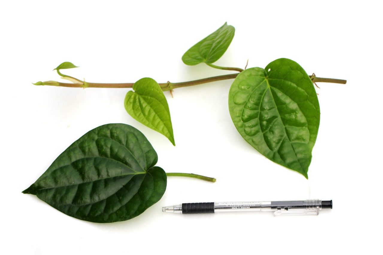 蒌叶（胡椒科胡椒属植物）_百度百科