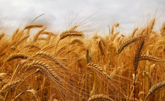 専門店の安心の1ヶ月保証付 京焼 平安妙見作 青磁 象嵌唐草文 水注 共