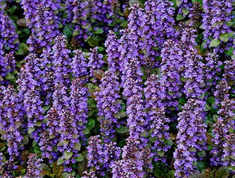 花序主要为总状花序,开花顺序自下而上;具两性花;花的基数为4部分连