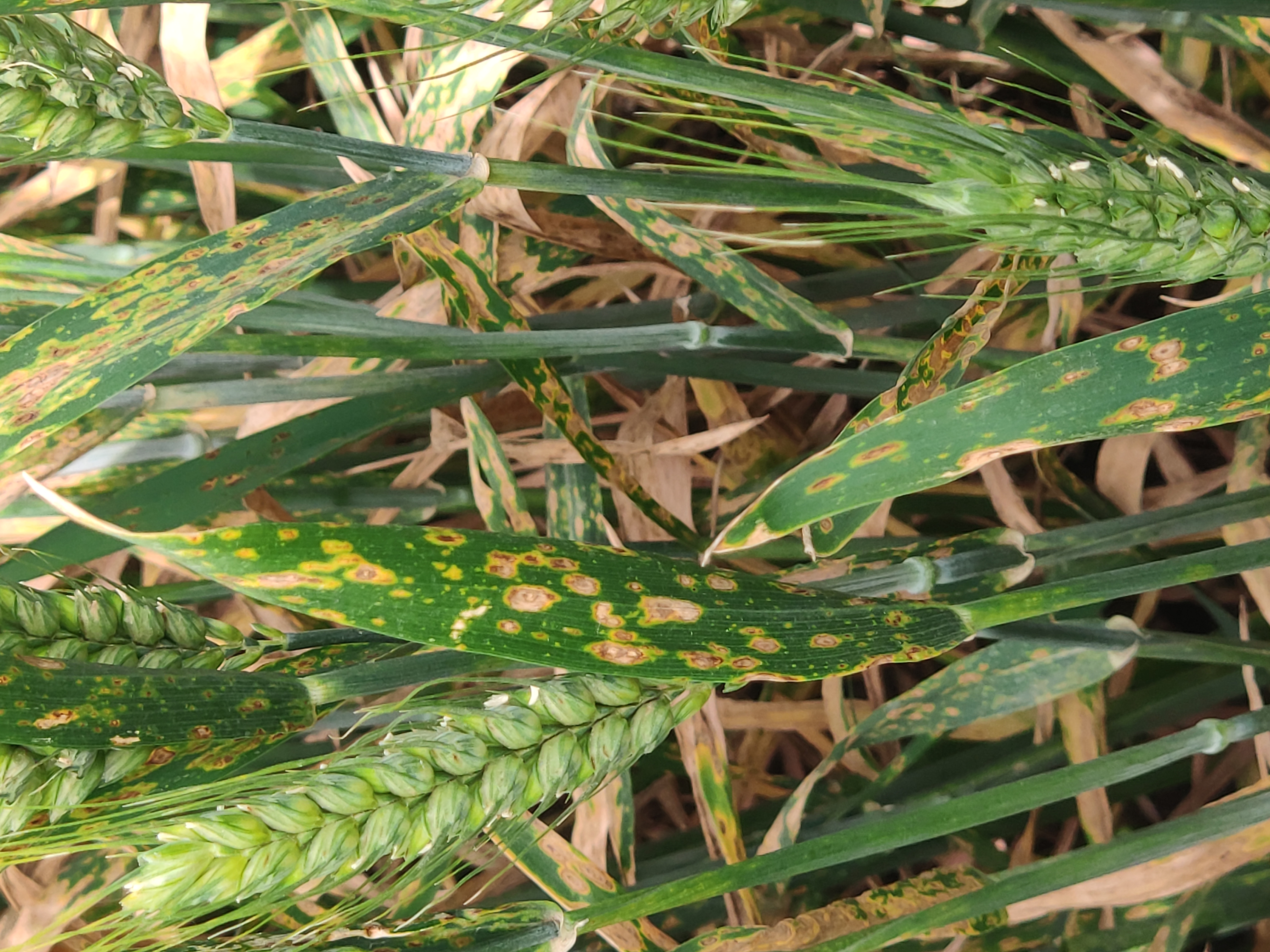  p>小麦链格孢叶枯病又称 a target="_blank" href="/item/小麦叶疫病