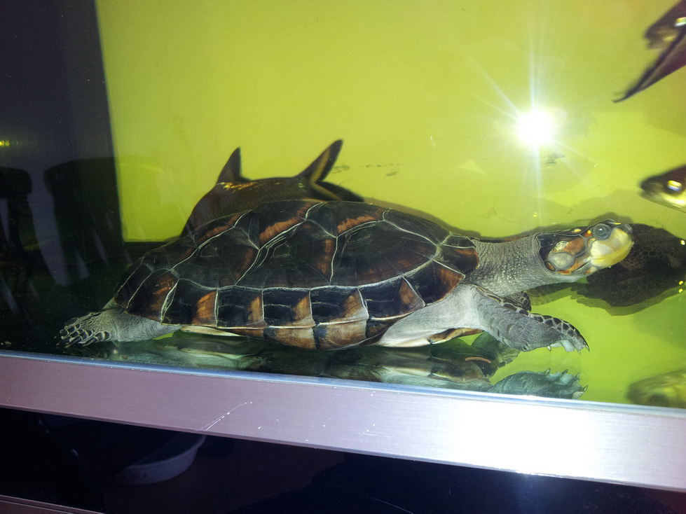  p>黄头侧颈龟(学名: i>podocnemis unifilis /i>)是侧颈龟科,南美侧