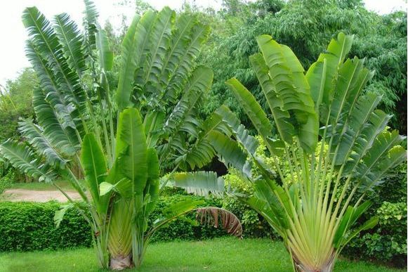 是鹤望兰科旅人蕉属的常绿乔木状多年生草本植物.