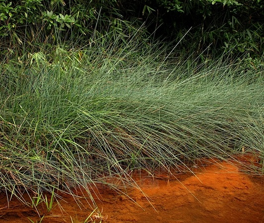  p>鳞籽莎(学名: i>lepidosperma chinense /i> nees &amp; meyen