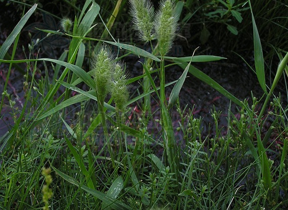  p>毛颖草(学名: i>alloteropsis semialat /i>a (r. br.) hitchc.