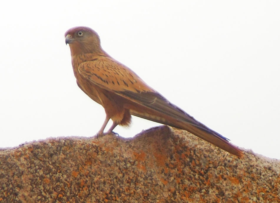 体长32-39厘米,体重250-300克.