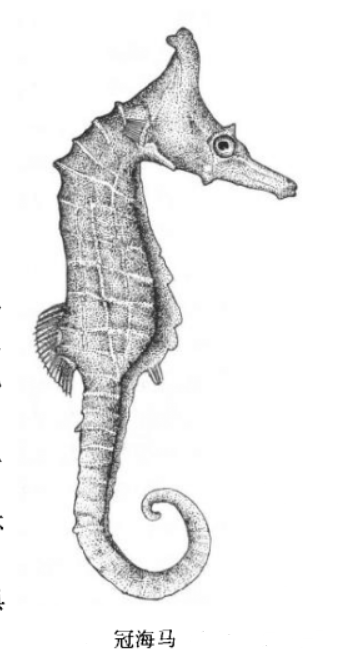 冠海马