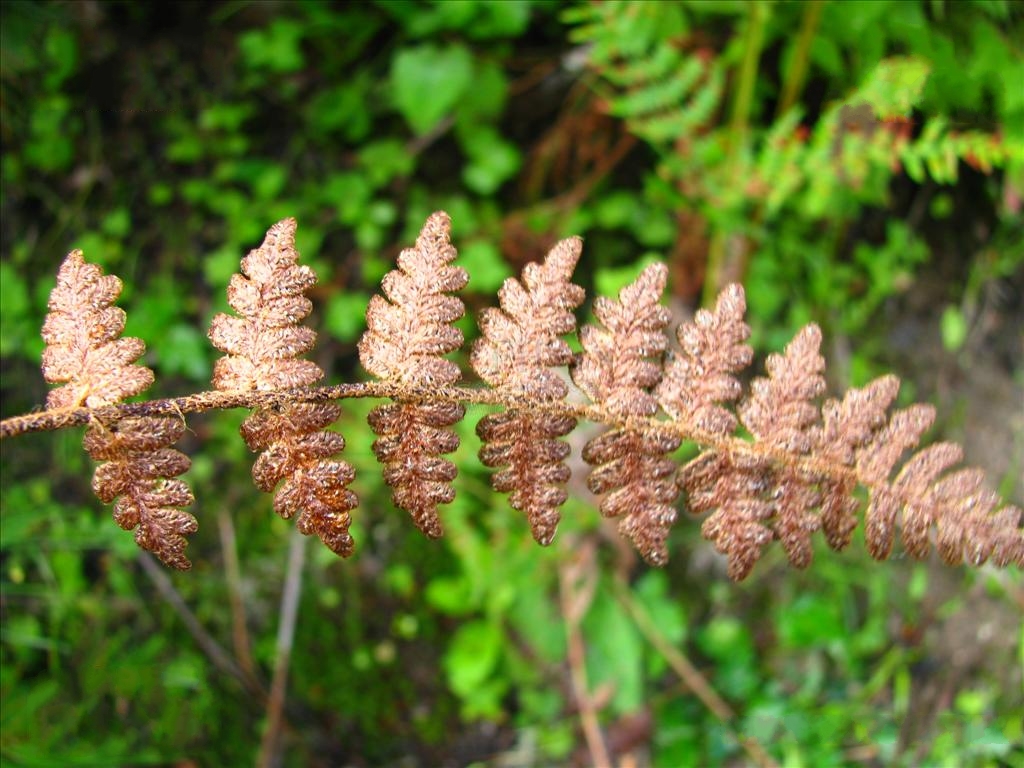 裸蕨属旱生中形 a href="#" data-lemmaid="7638032">蕨类 /a>植物