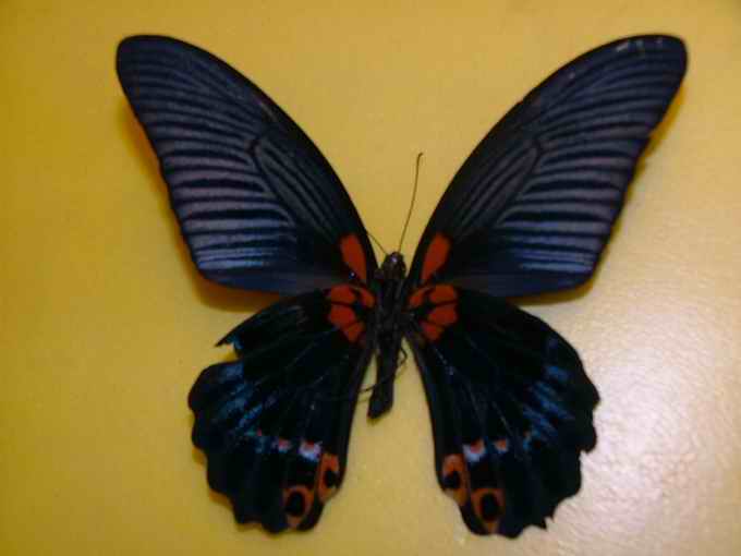 蓝美凤蝶台湾亚种