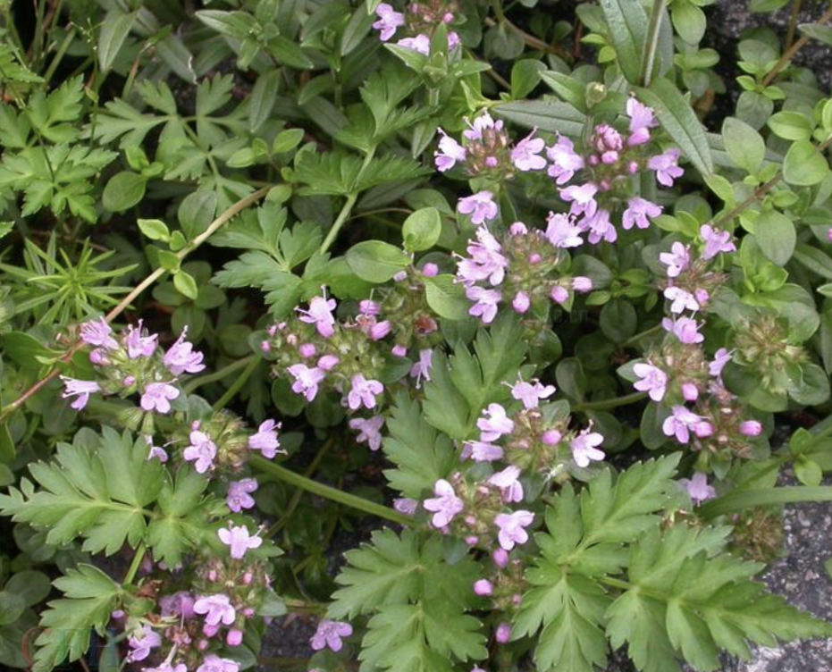  p data-id="txuwy1af45ll">百里香( i>thymus mongolicus /i> (ron