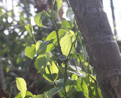 蒌叶（胡椒科胡椒属植物）_百度百科