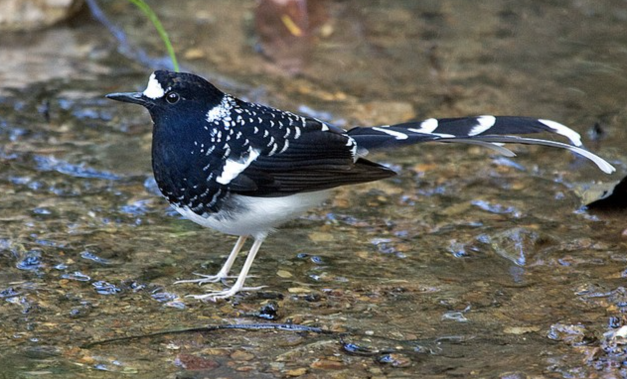  p>斑背燕尾(学名: i>enicurus maculatus /i>)是鹟科,燕尾属中型鸟类