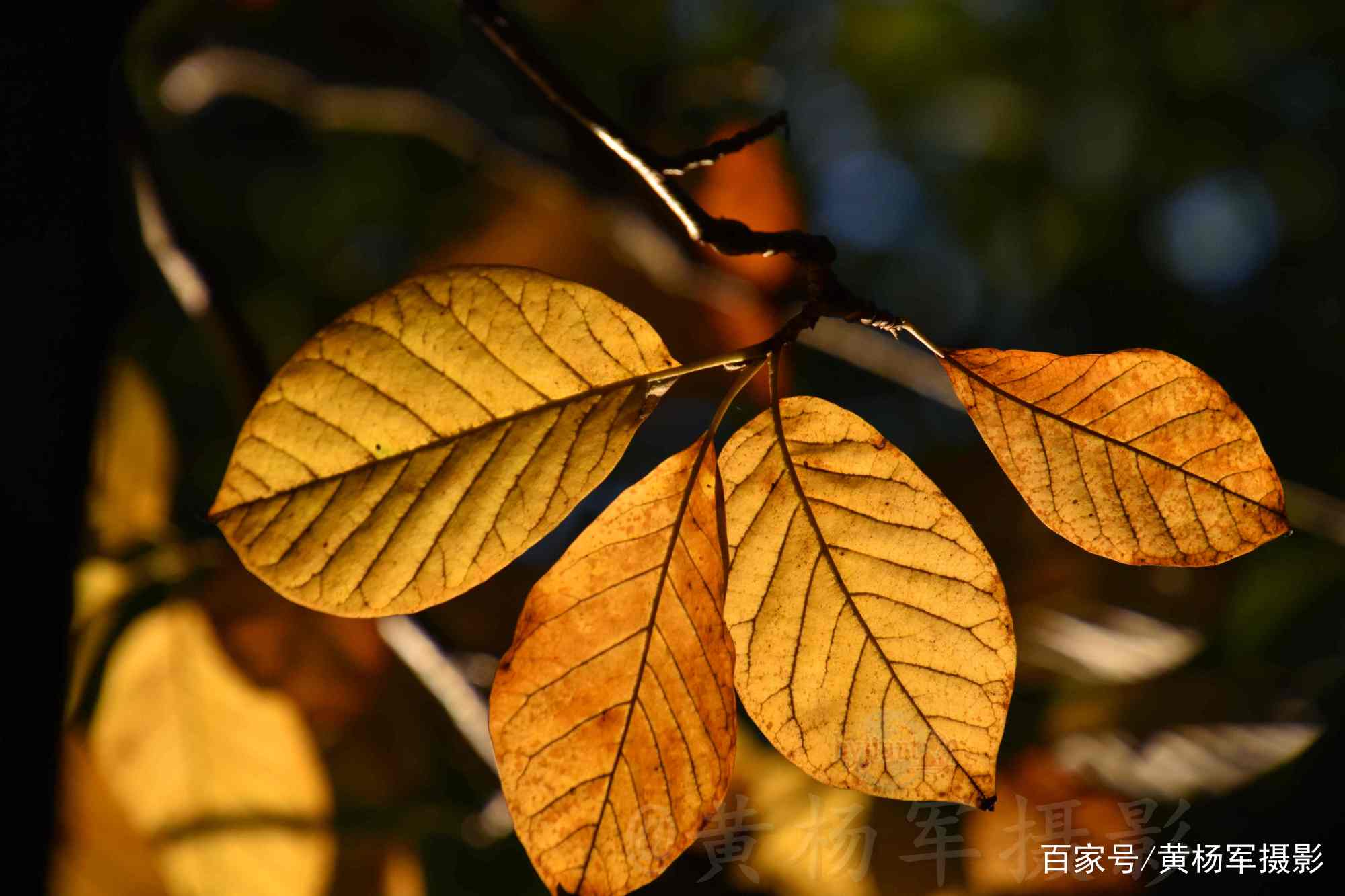 玉兰树叶斑斓多彩的迷人之美，迎着阳光的叶子通透美丽，叶美如花_百科TA说