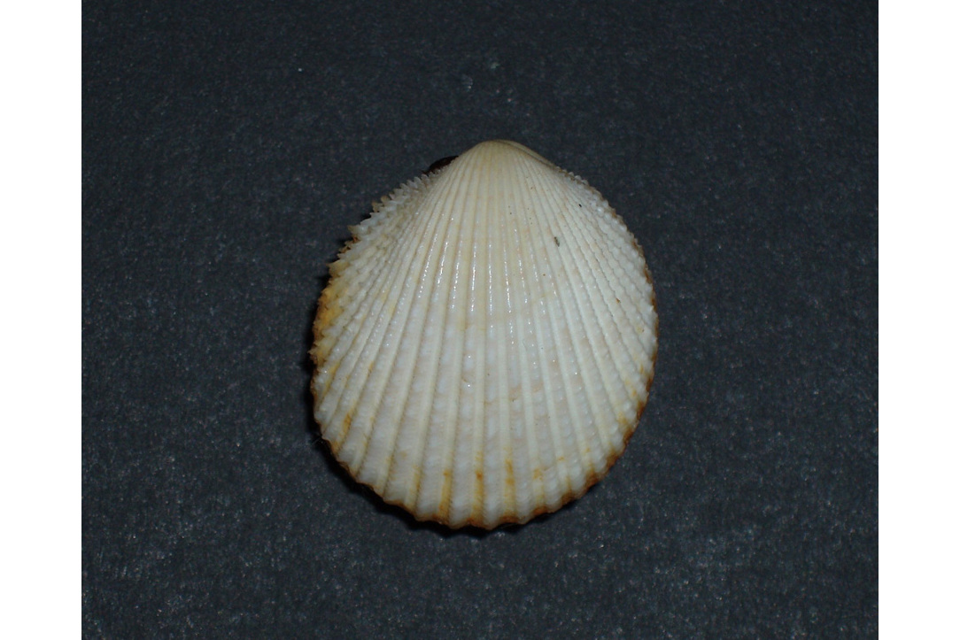  p>黄边鸟蛤, a target="_blank" href="/item/鸟蛤科/7240637" data