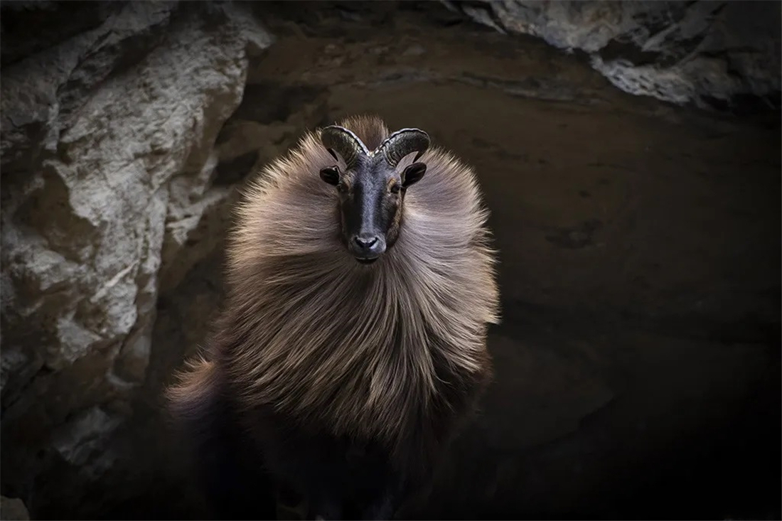 塔尔羊 /p> p>学 名 hemitragus jemlahicus /p> p>英文名 himalayan