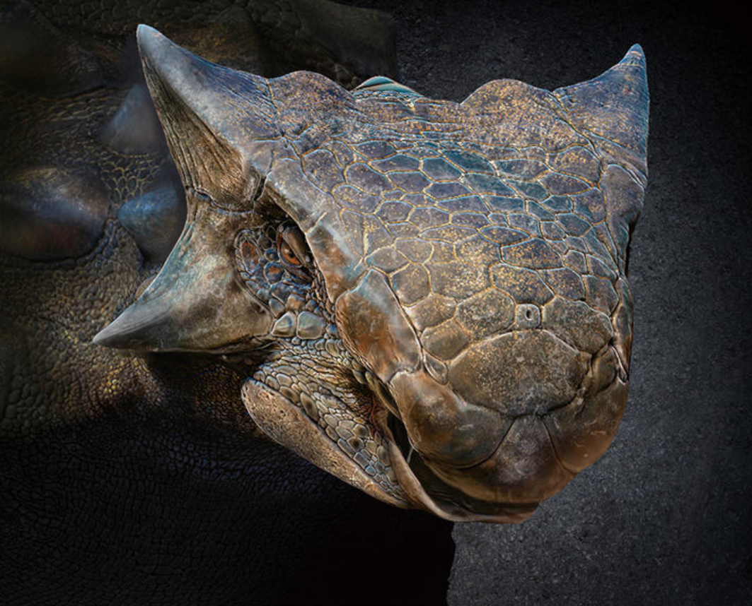 甲龙的化石是在北美洲西部的地层被发现,年代属于白