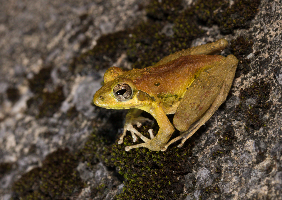  p>日本溪树蛙(学名: i>buergeria japonica /i>)是树蛙科,溪树蛙属的